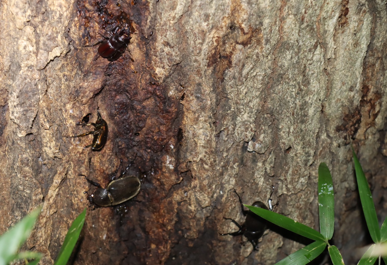 カブトムシ1♂1♀、ノコギリクワガタのペア、カナブン1_No1のコナラ_クワガタ達のオアシス_2023年7月24日19時45分 気温27.5度